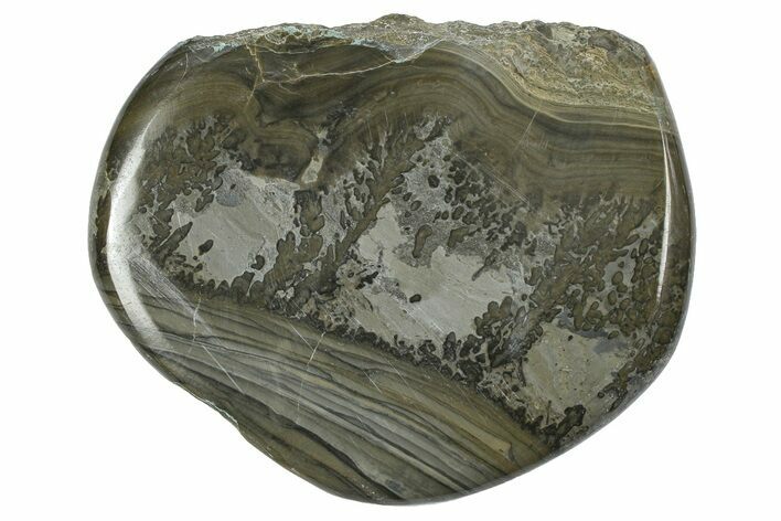 Triassic Aged Stromatolite Fossil - England #365736